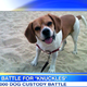 Illustration for article titled Warring Exes Engage in $60K Custody Battle Over Pet Dog